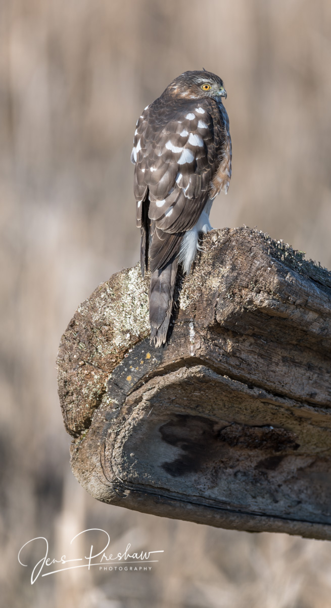 This is a Immature Sharp-shinned Hawk ( Accipiter&nbsp;striatus&nbsp;). They are agile fliers that speed through dense woods...
