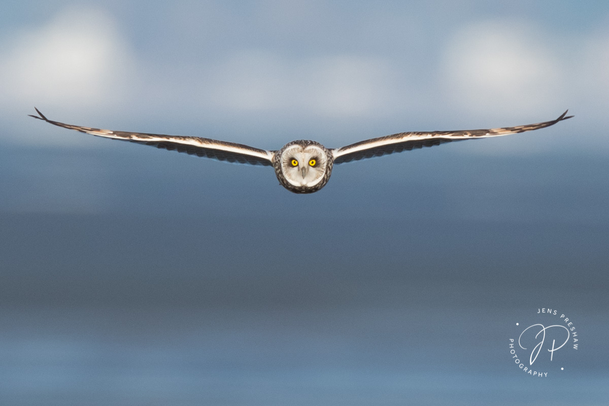 Most owls are nocturnal, but the Short-eared Owl ( Asio flammeus )&nbsp;can often be seen hunting rodents&nbsp;in daylight.