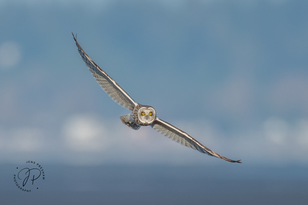 The Short-eared Owl ( Asio flammeus )&nbsp;uses acute hearing to hunt small mammals and birds. One of the most globally widespread...