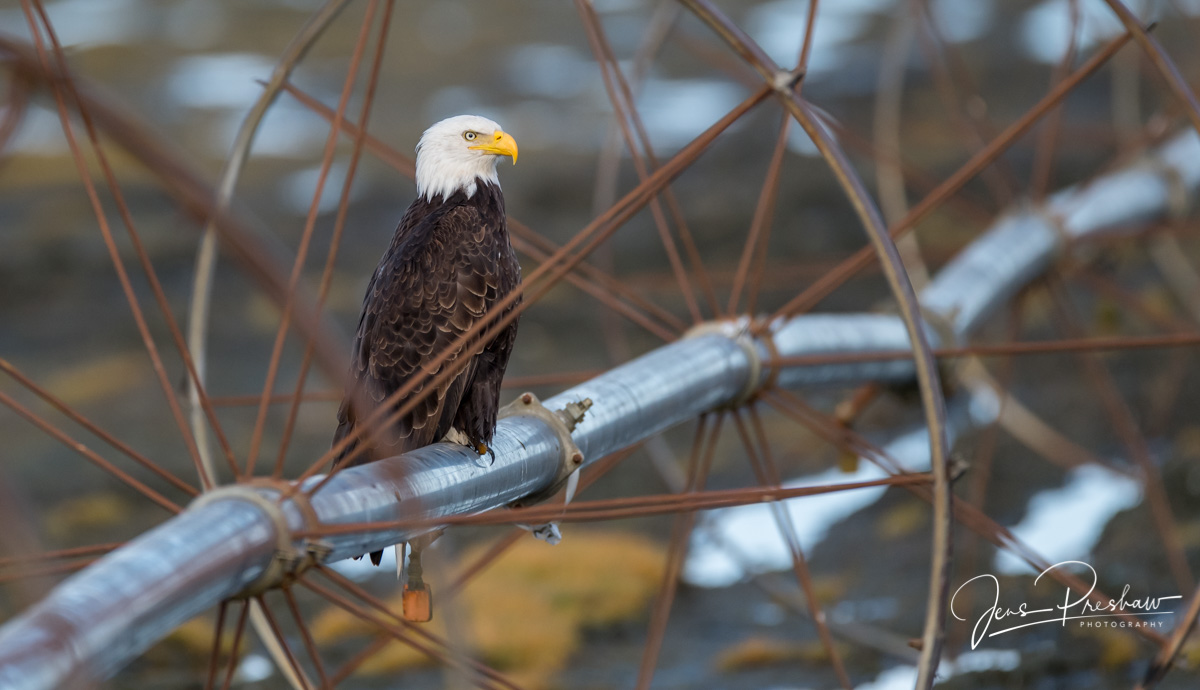 In a farmer’s field this adult Bald Eagle ( Haliaeetus leucocephalus ) was&nbsp;perched on a wheel line irrigation system....