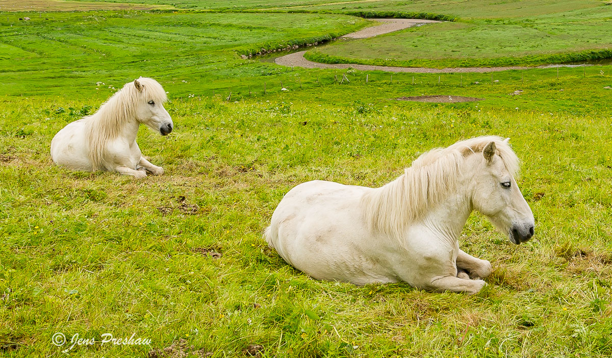 I saw a lot of horses in Iceland and the Faroe Islands. They seem to spend most of their time huddled together seeking shelter...