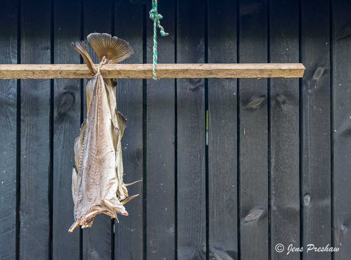 Wind Dried Fish, Gjogv, Eysturoy, Faroe Islands, Atlantic Ocean, Summer