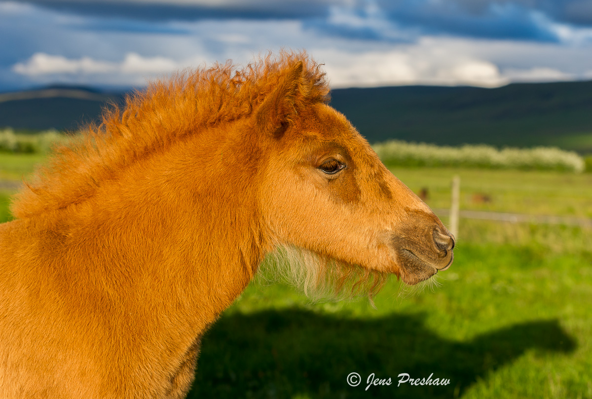 Icelandic horse, foal, Iceland, sunset, summer