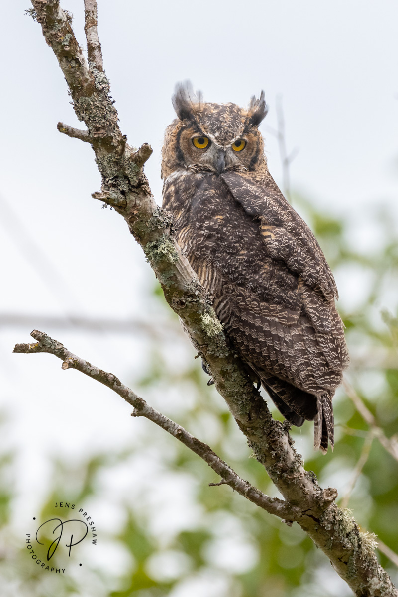 The Great Horned Owl ( Bubo virginianus ) is found in many wooded habitats and is often seen on prominent perches at dusk. It...