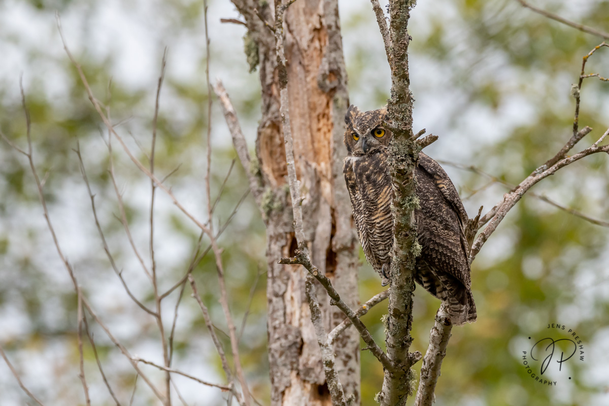 The Great Horned Owl ( Bubo&nbsp;virginianus&nbsp;) is a powerful predator that can take down birds and mammals even larger than...