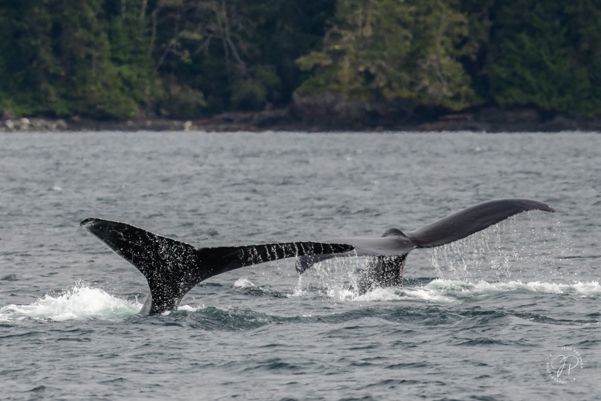 Two Humpback Whales ( Megaptera novaengliae ) begin a dive and display their powerful tail flukes. The flippers of Humpback Whales...