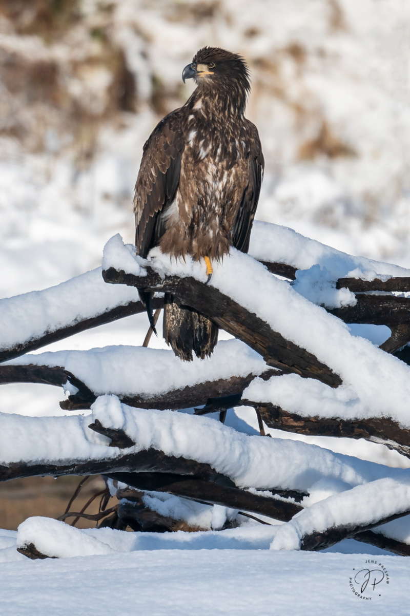 A juvenile Bald Eagle ( Haliaeetus leucocephalus ) perches on a log after a fresh snowfall. I like this photo because the snow...