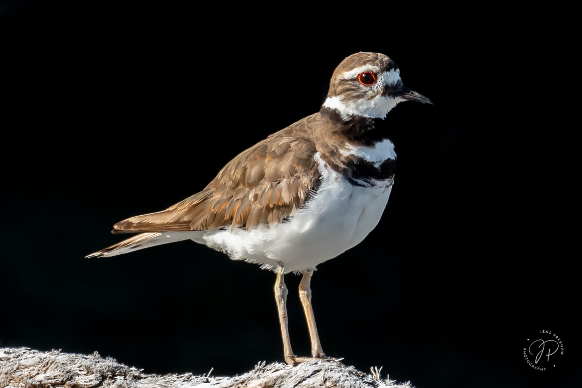 The Killdeer ( Charadrius vociferous ) is a shorebird that gets its name from the shrill, wailing kill-deer call they give so...