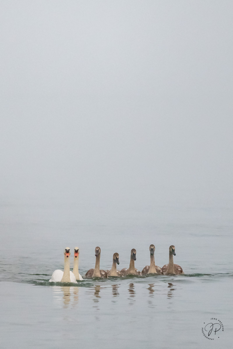 Early one morning, out of the fog, came seven Mute Swans ( Cygnus olor ). Mute Swans are not a native species to North America...