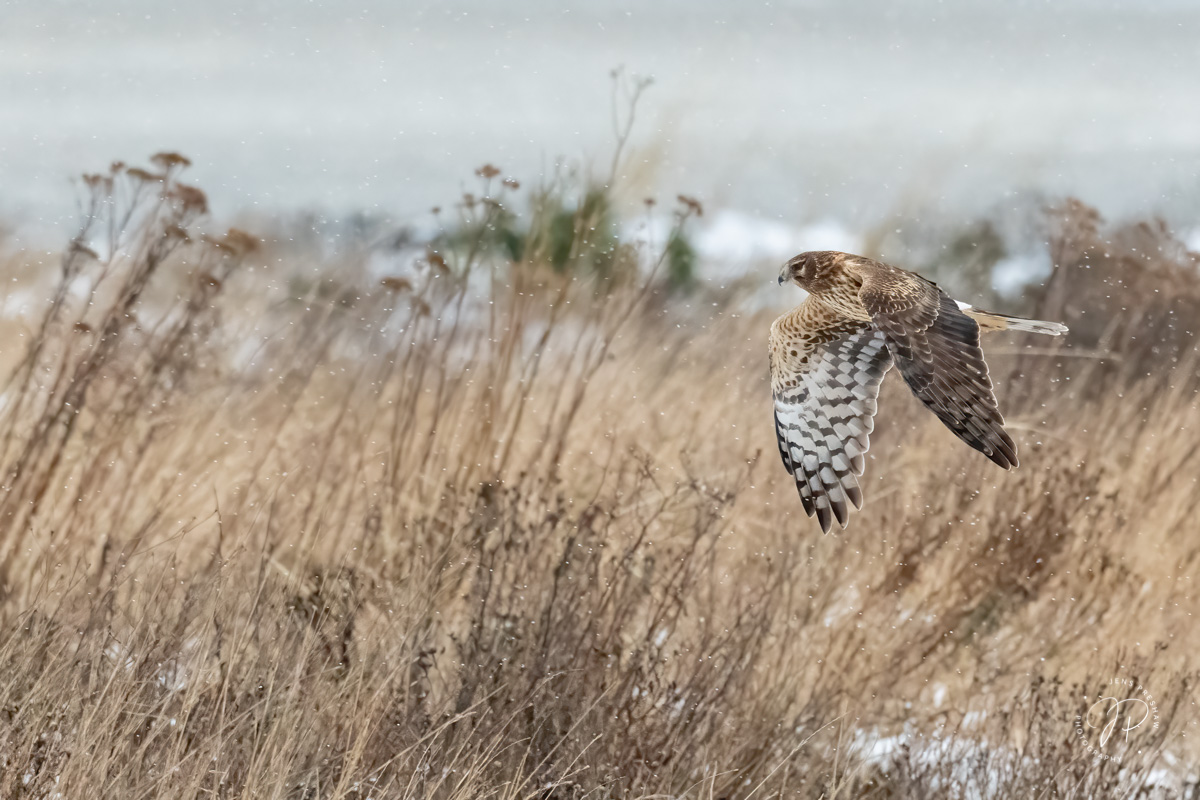 A Northern Harrier ( Circus cyaneus ) flies over a marsh looking for small birds and mammals.