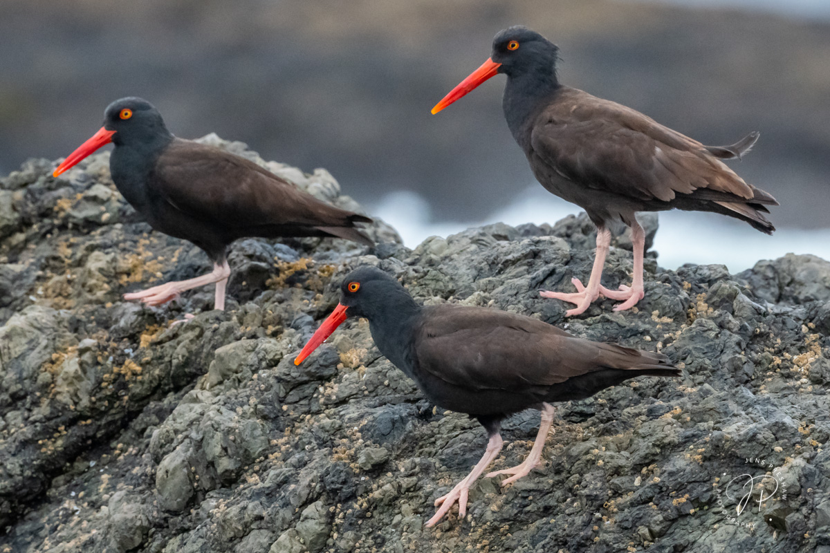 There are two closely related species of oystercatchers that are exclusively coastal. The Black Oystercatcher ( Haematopus bachmani...