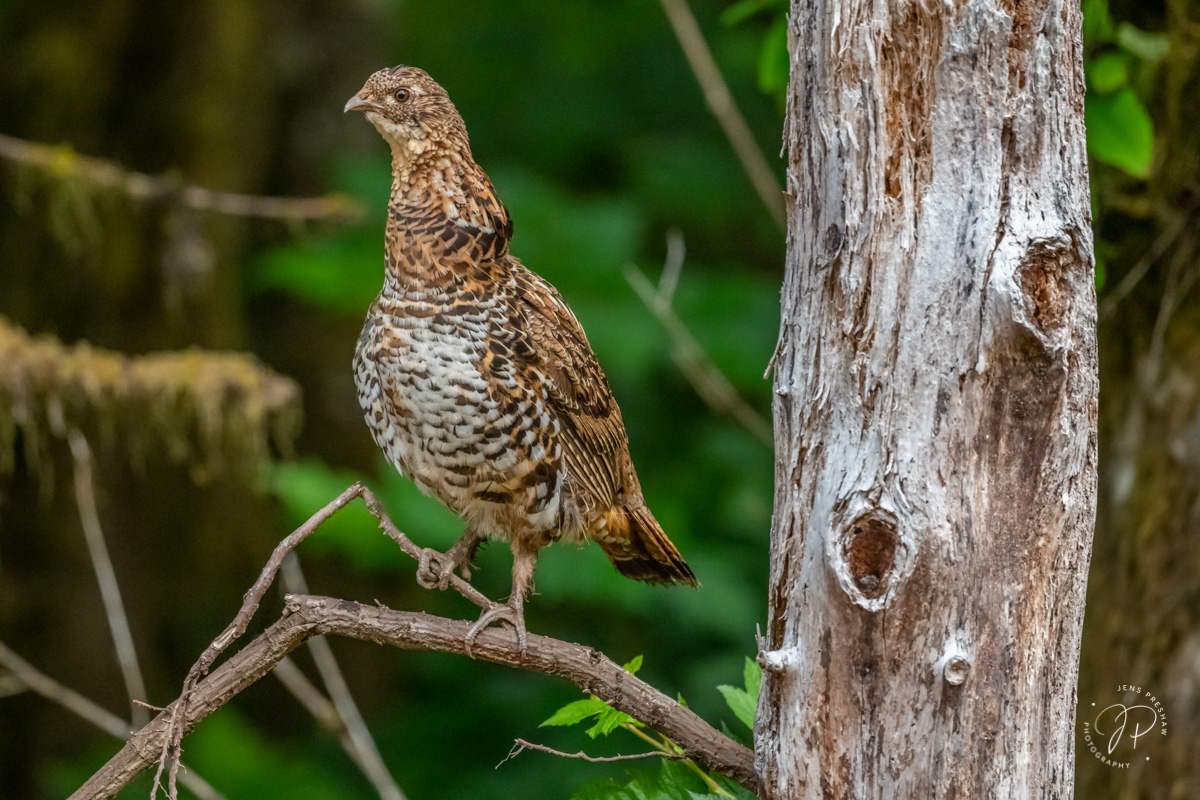 The secretive Ruffed Grouse ( Bonasa umbellus ) perches briefly on a branch. Due to their cryptic coloration and slow, deliberate...