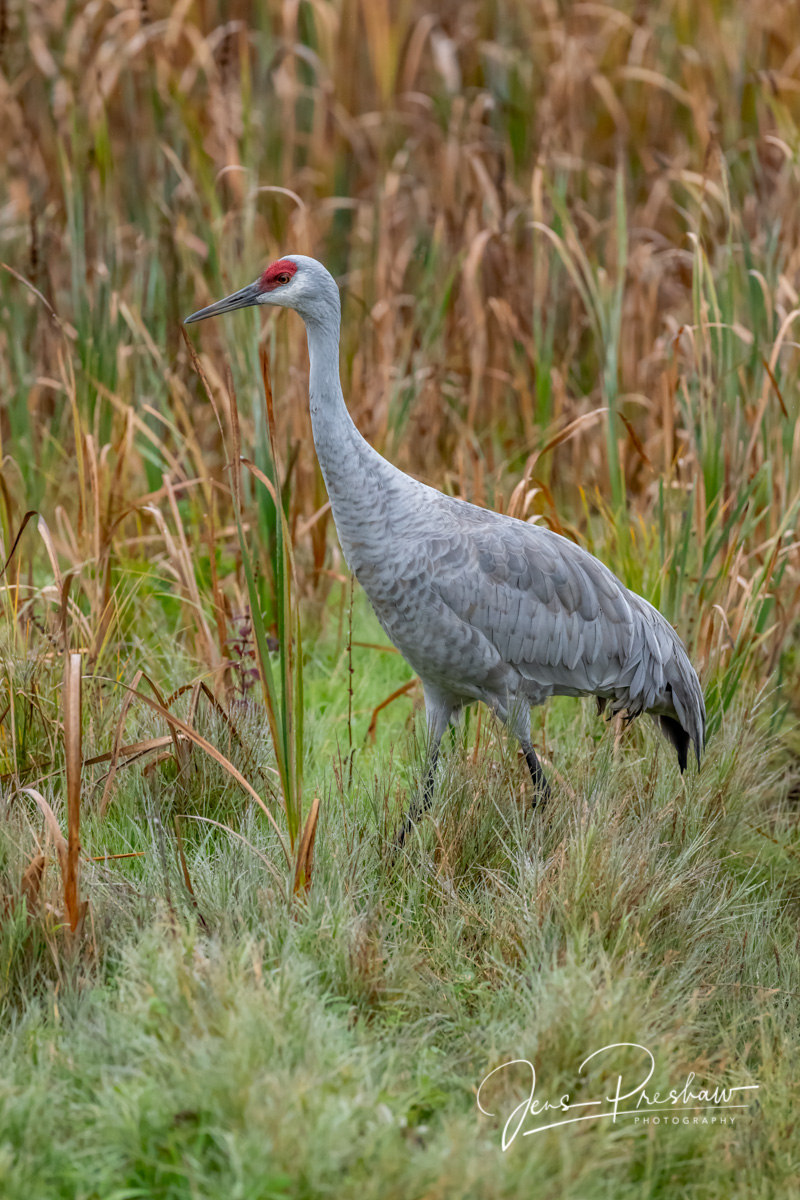 The Sandhill Crane ( Antigone canadensis ) is a tall, gray-bodied, crimson-capped bird that breeds in open wetlands, fields...