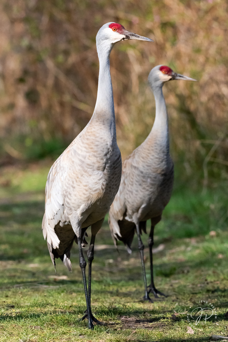 When I was taking this photo of two Sandhill Cranes ( Antigone canadensis ) some nearby ducks became very noisy and upset when...