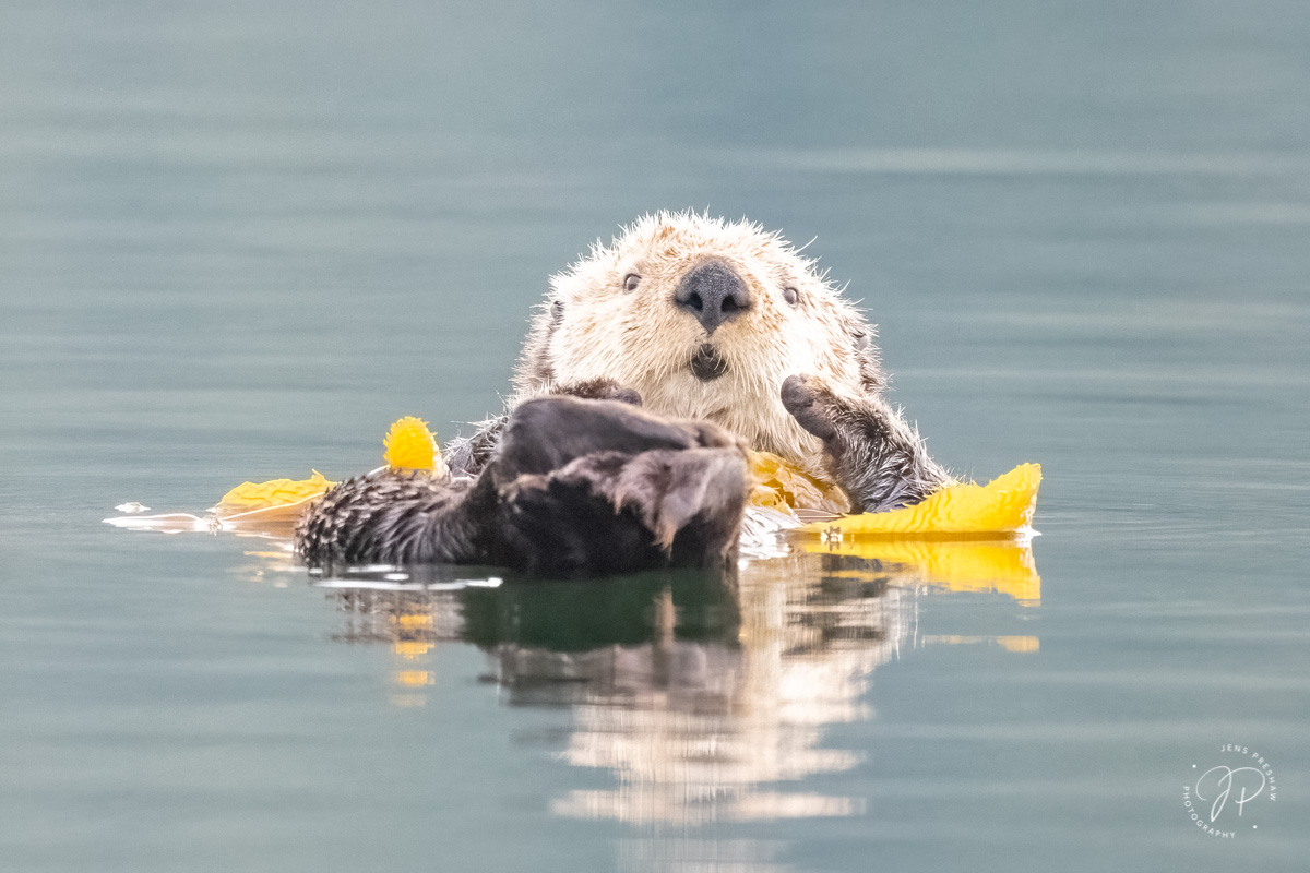 A Sea Otter ( Enhydra lutris ) anchors itself with some Bull Kelp. It holds its front paws out of the water to keep them warm...