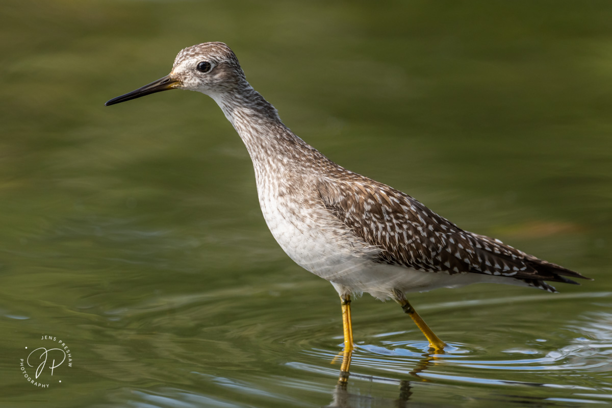 This is a Greater Yellowlegs ( Tringa melanoleuca ) which is a long-legged wader. The Greater Yellowlegs is slightly bigger than...