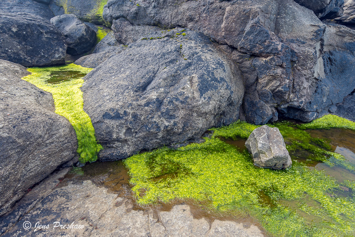 green algae, basalt rock, Vagar, Faroe Islands, summer