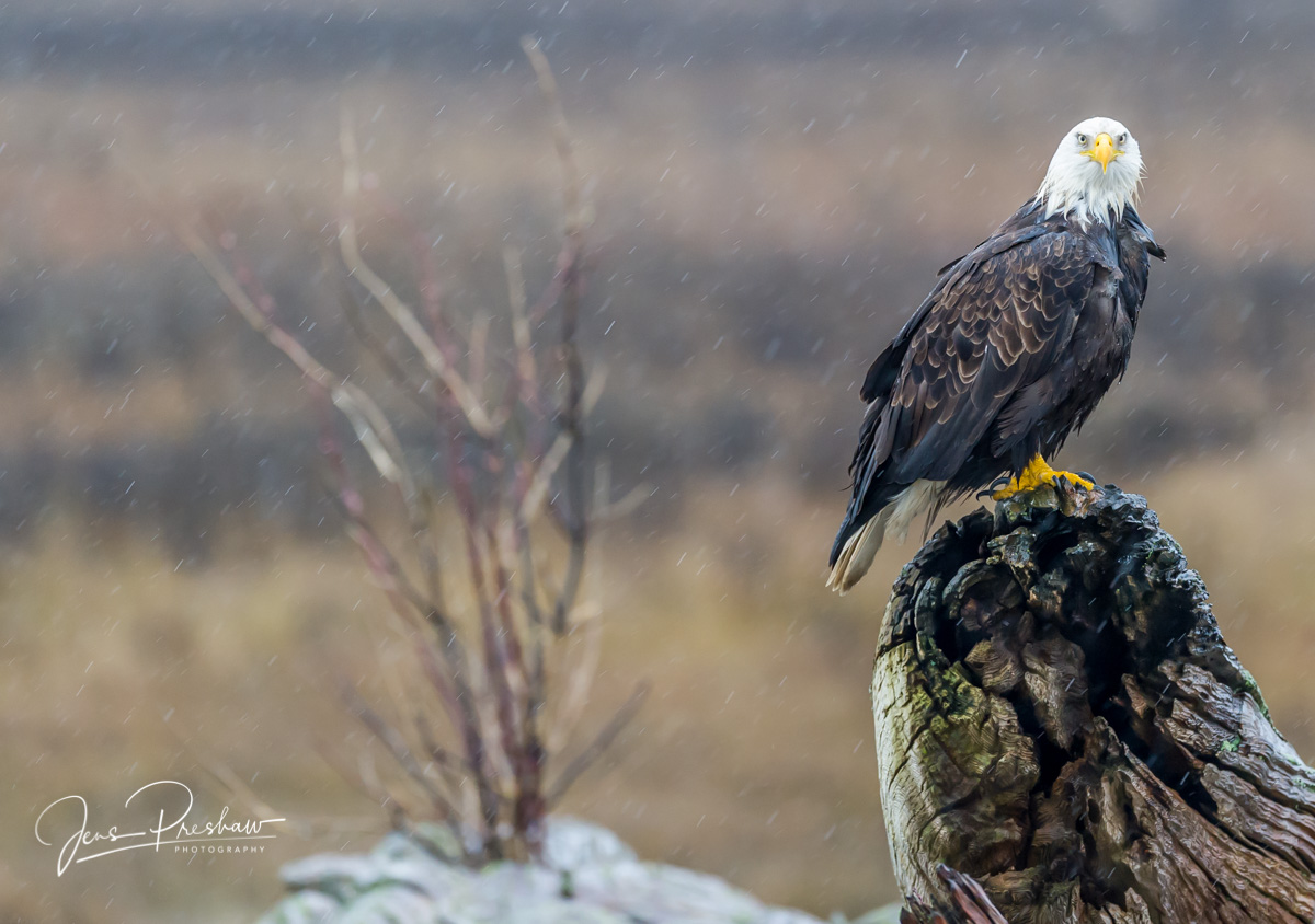 Driftwood provides a perch for an adult Bald Eagle ( Haliaeetus leucocephalus )&nbsp;on a rainy&nbsp;day. They seem quite adaptable...