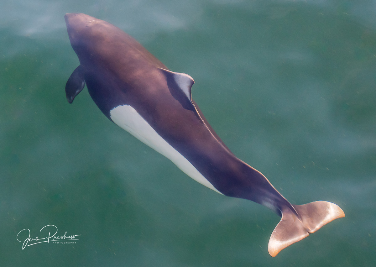 A Dall's porpoise ( Phocoenoides dalli ) swims just below the surface. The Dall's porpoise is the fastest swimming cetacean on...