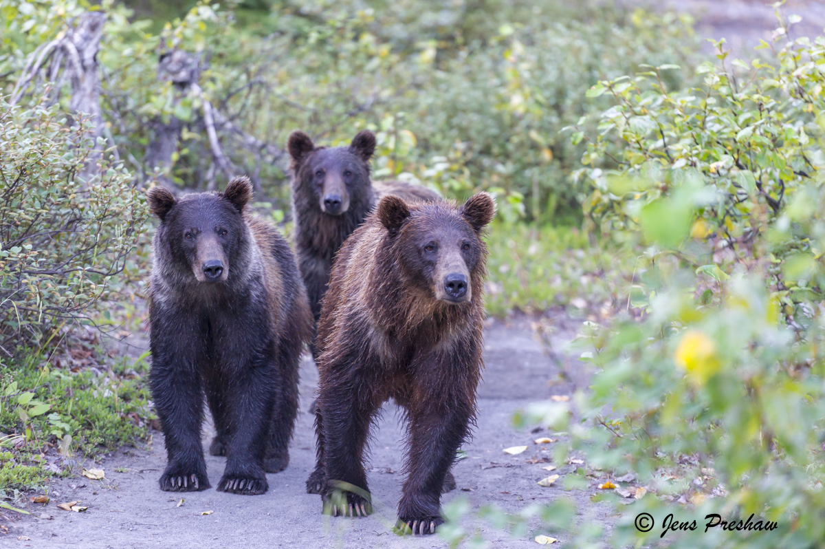 The grizzly sow or mother is on the right with the red fur&nbsp;coat. Her cubs, which are nearly as big as her, have dark brown...