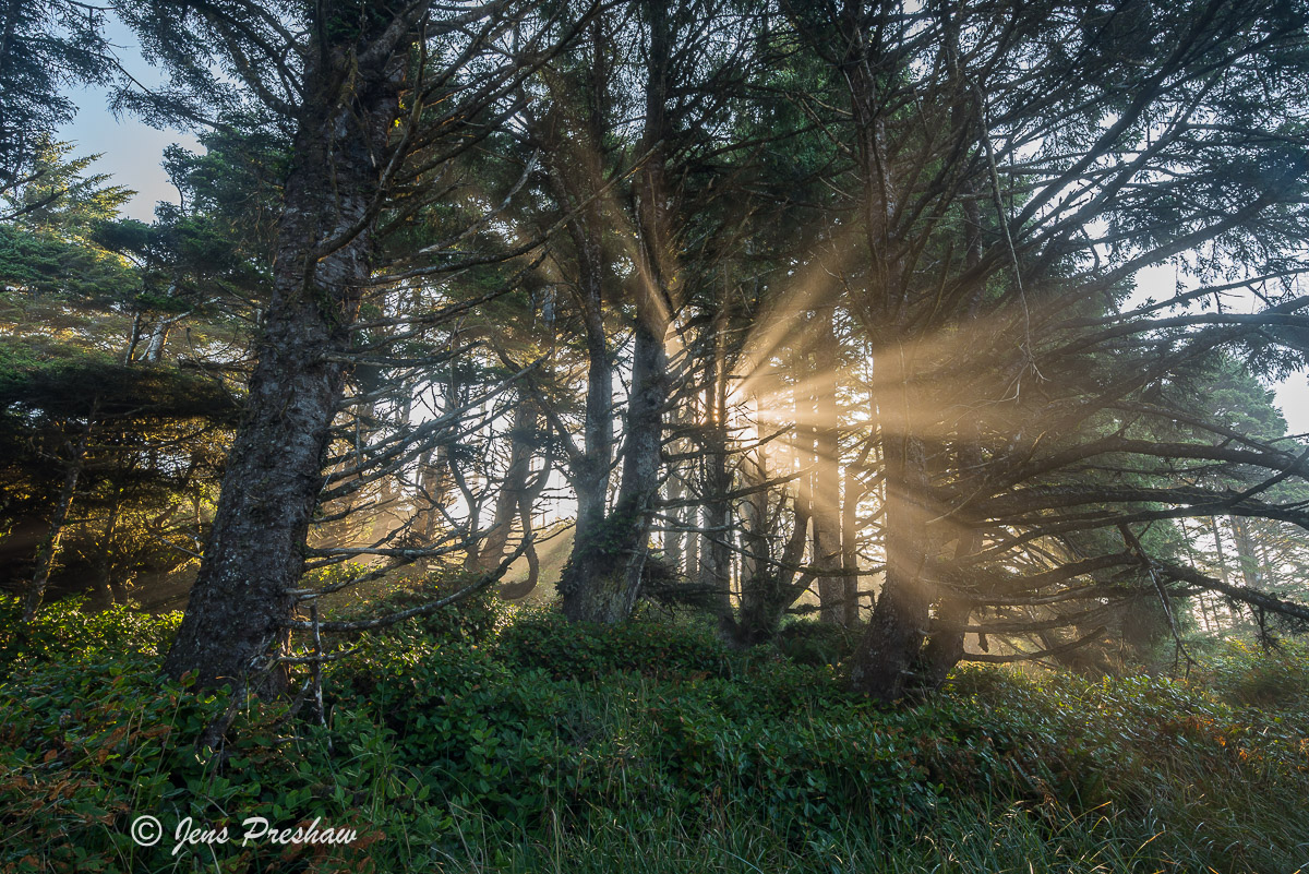 Sunbeams stream through the trees and early morning mist.