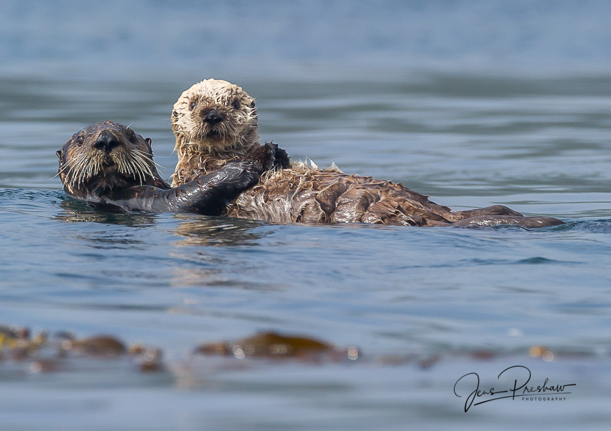 A Sea otter ( Enhydra lutris )&nbsp;mother carries her pup on her stomach. She spends much of her day caring for her pup through...