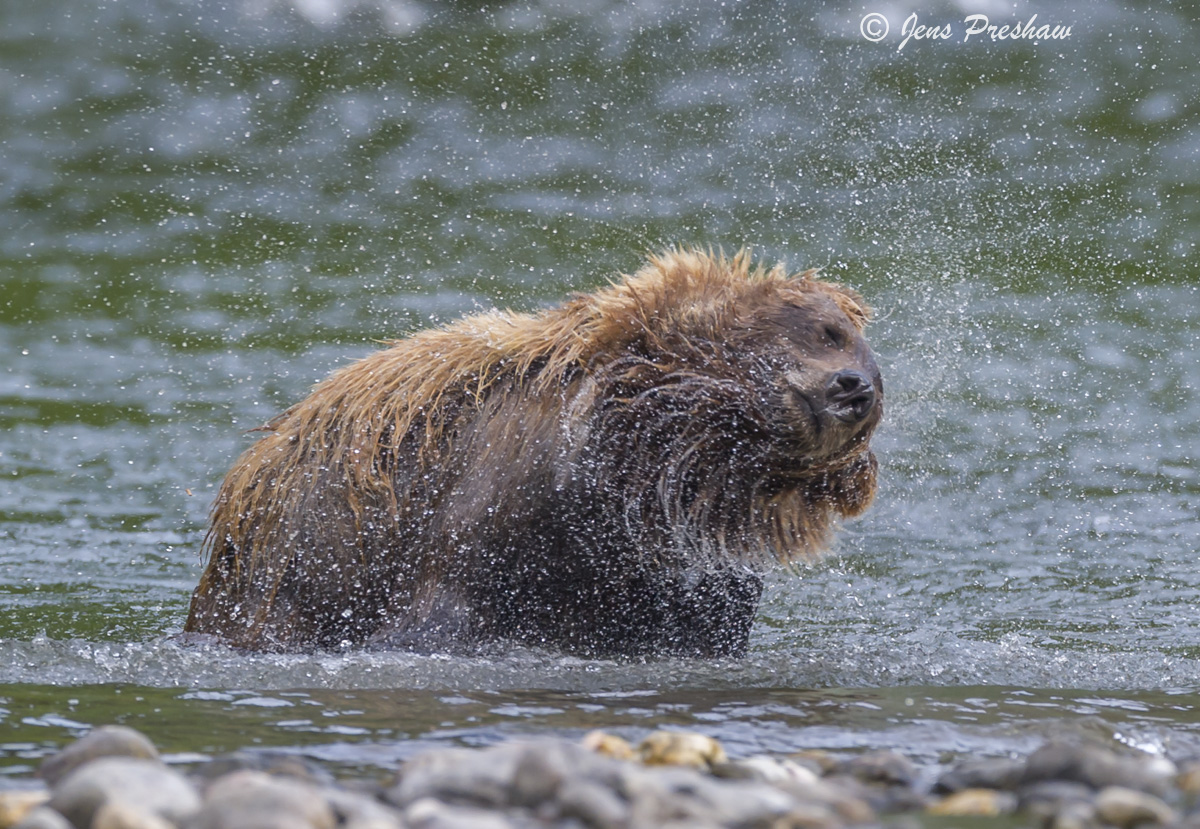 After fishing in the river this grizzly bear shakes itself dry.&nbsp;The shaking begins at the head area, which provides a solid...