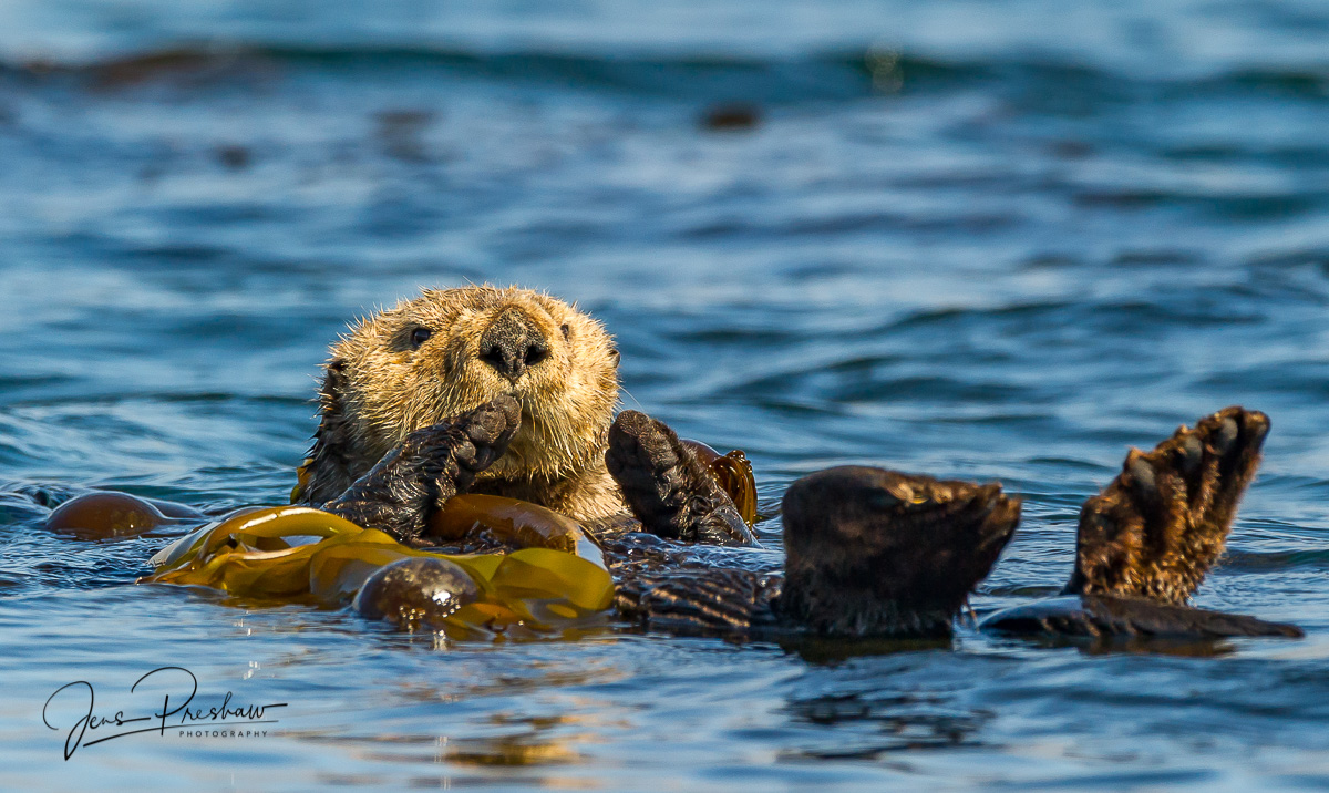 A Sea otter ( Enhydra lutris ) floats in the Bull kelp close to shore. The Sea otter puts its arm around the Bull kelp to anchor...