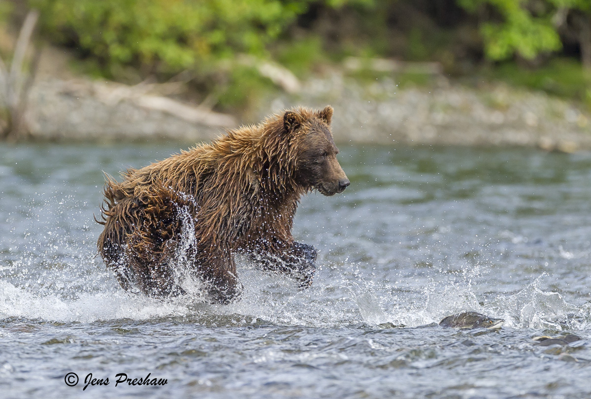 A grizzly bear chasing a salmon in the river.&nbsp;