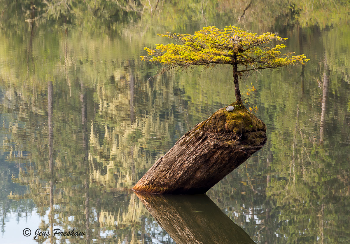 A nurse log, as it decays, provides ecological facilitation to a conifer seedling. &nbsp;