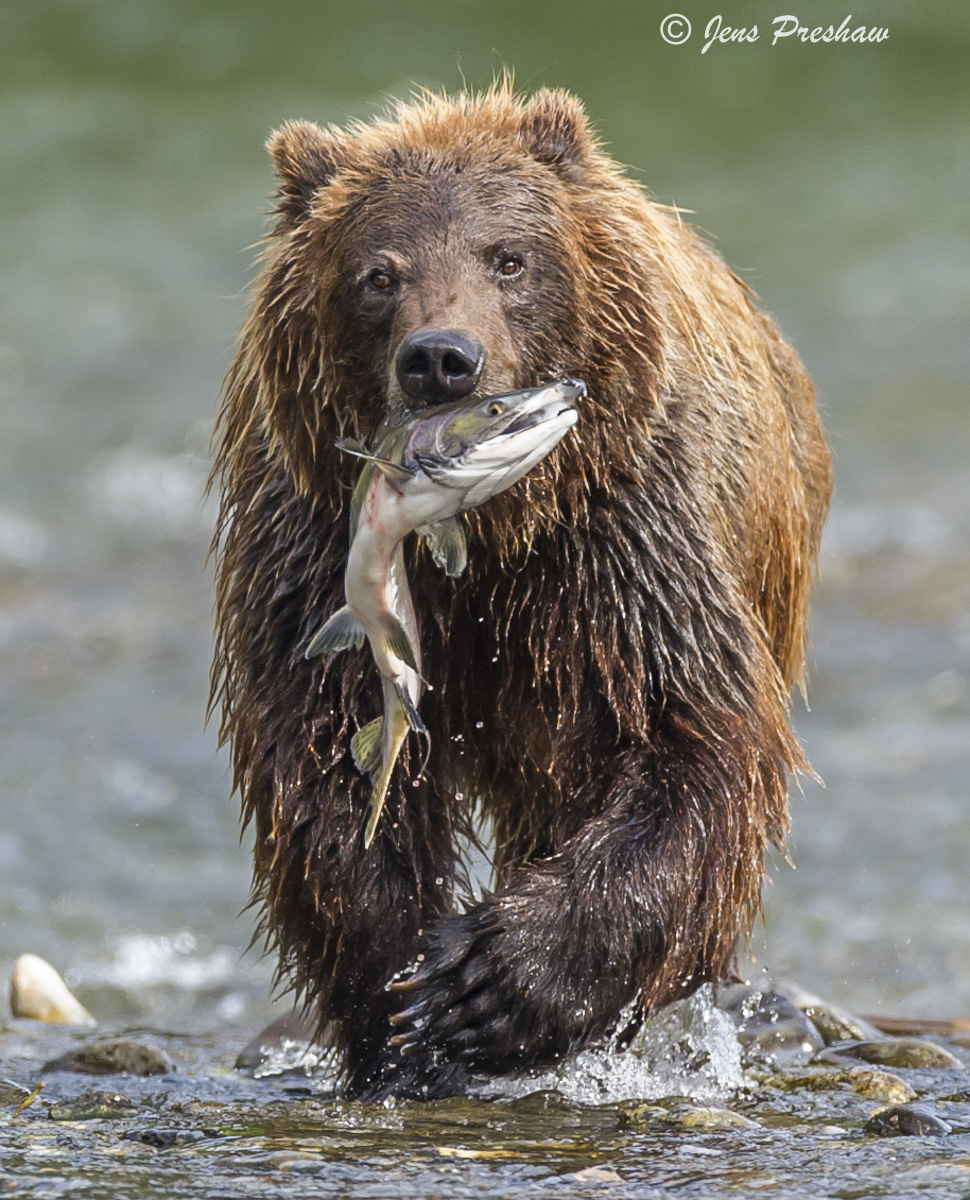 A grizzly bear with a freshly caught pink salmon.