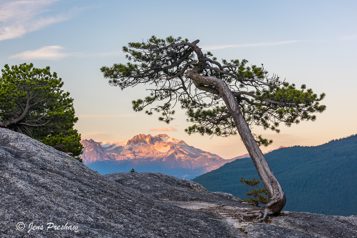 Scrub Pine , Stawamus Chief Provincial Park, Squamish, Coast Mountains, Mamquam mountain, Garibaldi Provincial Park, British...