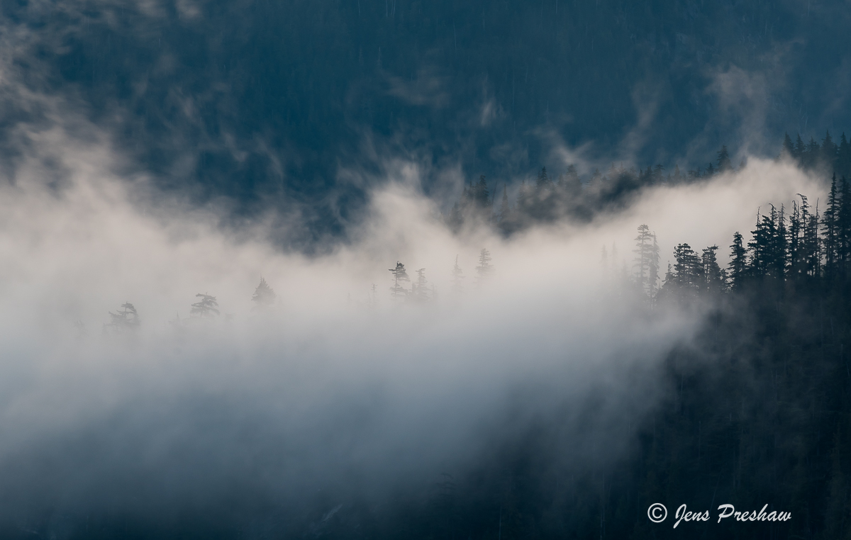 fog, trees, Stawamus Chief Provincial Park, Coast Mountains, Squamish, British Columbia, Canada, morning, summer