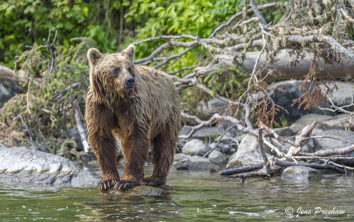 As this grizzly bear stands&nbsp;on a rock you can see its 5 cm to 10 cm claws. These claws are associated with grizzly bears...