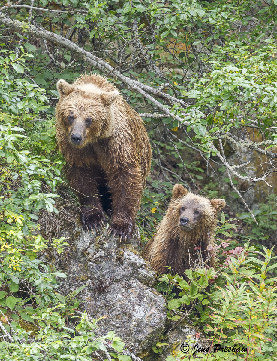 This grizzly bear sow and cub were fishing by the river when they were startled by another grizzly bear that was moving along...