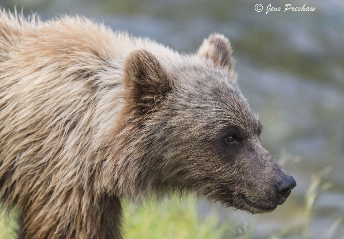 This grizzly bear cub always followed closely behind its mother. It&nbsp;was watching and learning as its mother was fishing...