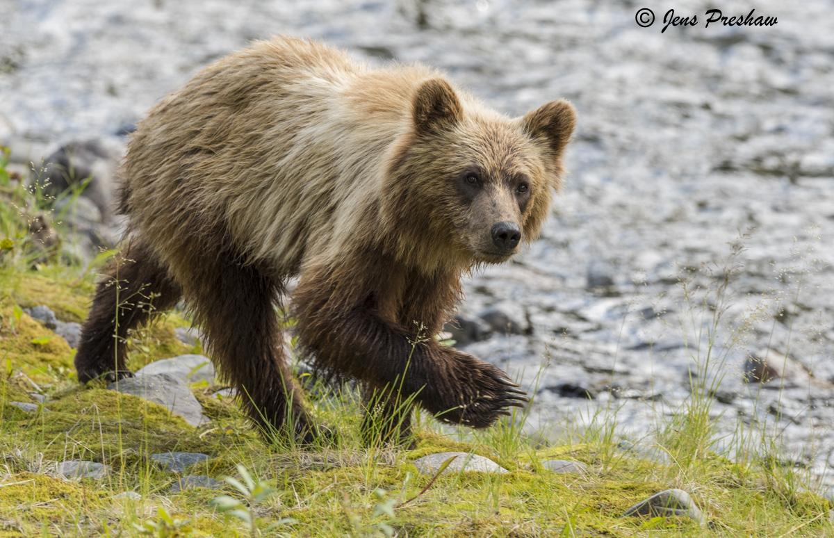 Contrary to popular belief, the grizzly bear is not a true hibernator. In the winter its body temperature may drop a few degrees...