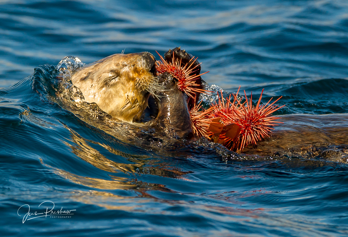 A Sea otter ( Enhydra&nbsp;lutris&nbsp;)&nbsp;floats on its back while concentrating on&nbsp;eating purple&nbsp;sea urchins (&...
