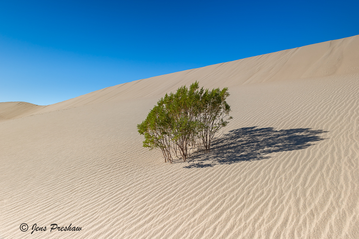 Creosote Bush, Mesquite Flat Dunes, sand, Death Valley National Park, California, USA