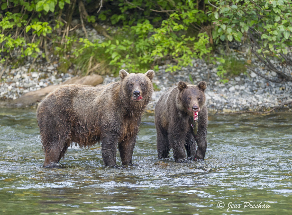 Grizzly bears&nbsp;are omnivores, and their diet can vary widely. They may eat seeds, berries, roots, grasses, fungi, deer, elk...