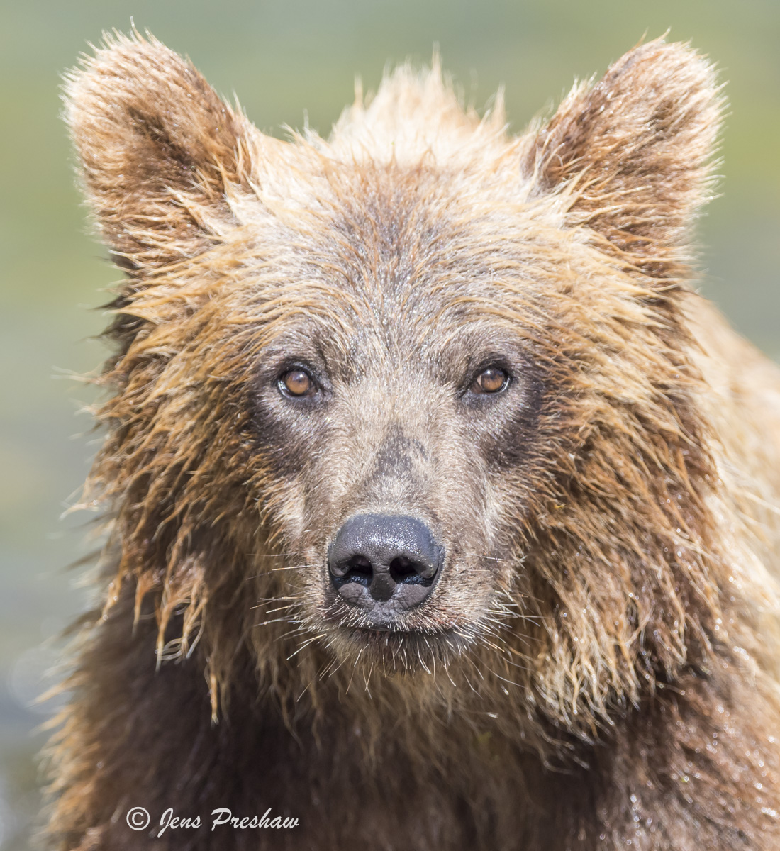 A grizzly bear has a large, round head and a dished or concave face.