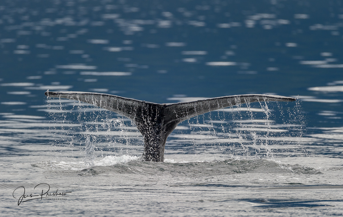 A Humpback whale ( Megaptera novaengliae&nbsp;)&nbsp;shows its tail flukes&nbsp;before taking a deep dive. The humpback's pectoral...
