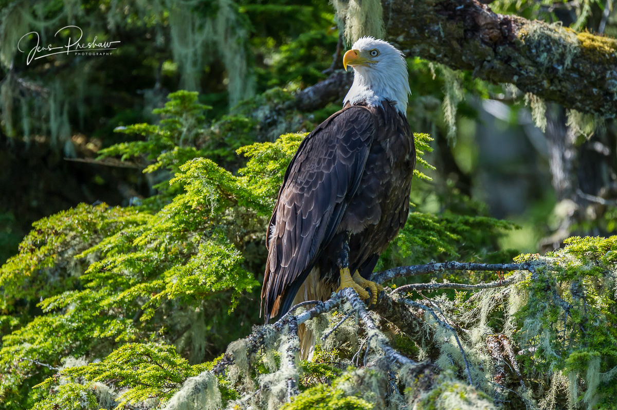 A Bald eagle ( Haliaeetus leucocephalus ) sits on a moss covered branch. A Bald eagle can live up to 40 years in the wild.