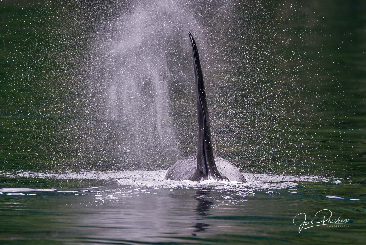 A bull killer whale ( Orcinus orca&nbsp;)&nbsp;exhales after surfacing. The male killer whale has a taller and more triangular...