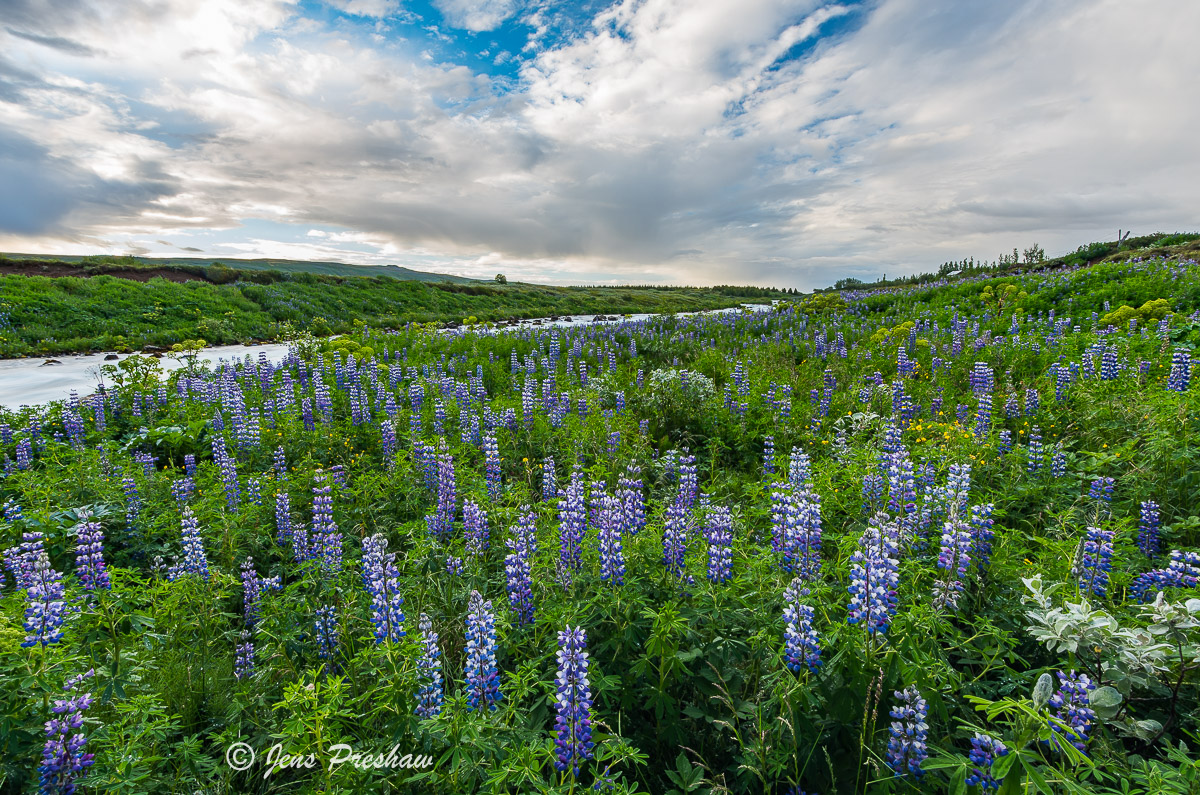 The Alaskan 'Wolf'&nbsp;Lupine was introduced to Iceland&nbsp;to correct soil erosion. However, the&nbsp;Alaskan Lupine is&nbsp...