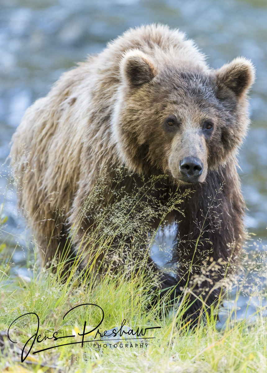 A grizzly bear makes it's way through the grass that grows along the riverbank.