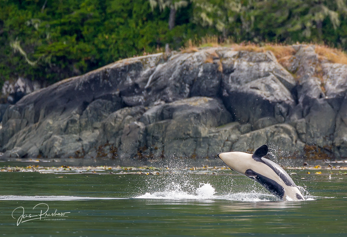 A Killer whale ( Orcinus orca ) breaches close to shore and lands on its side.&nbsp;