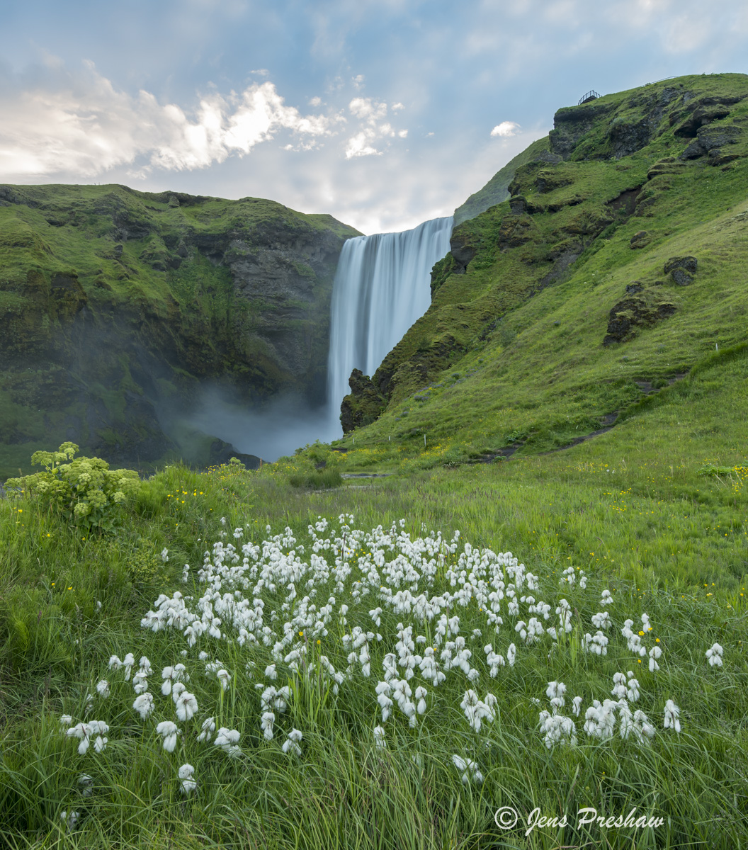 Scheuchzer's cottongrass or&nbsp;white cottongrass. In Iceland it is known as&nbsp;Hrafnafifa. The scientific name is&nbsp;Eriophorum...