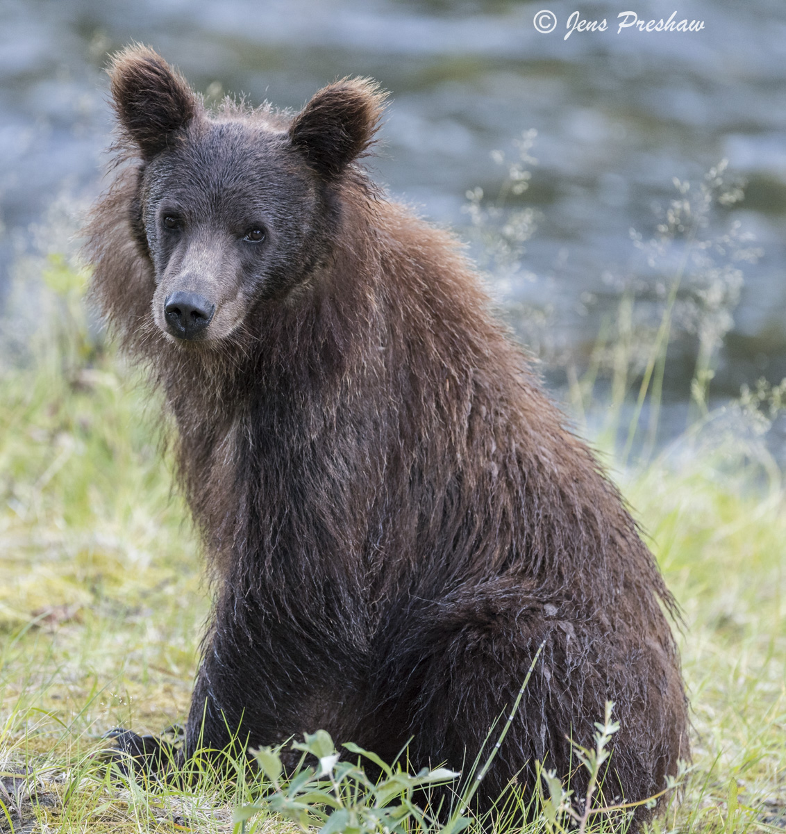 This grizzly bear cub had a mane and beautiful dark brown ears.