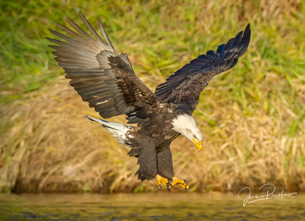 A Bald Eagle ( Haliaeetus leucocephalus ) comes in for a landing on a gravel sandbar. In the photo you can clearly see its sharp...